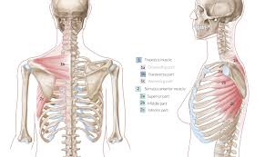 Extending from the back and wrapping around the sides of the rib cage is the serratus anterior muscle. Chest Wall Amboss