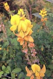Image result for Crotalaria agatiflora
