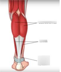 This article looks at the anatomy of the back, including bones, muscles, and nerves. Muscles Of The Lower Limb Lower Back Leg Anatomy Diagram Quizlet