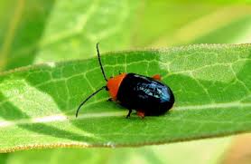 Résultat de recherche d'images pour "metallic green fig beetle"