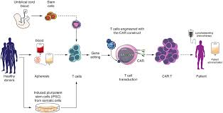 Mit uns finden sie einen job in der region! Frontiers Allogeneic Car T Cells An Alternative To Overcome Challenges Of Car T Cell Therapy In Glioblastoma Immunology