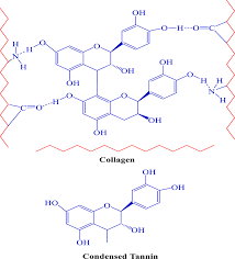 Image result for Tessmannia burttii
