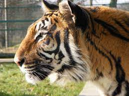 This Photo Of Our Male Tiger Rocky Is Beautiful Photography Jan Hooper Wildlife Park Wildlife Tiger Conservation