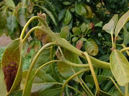 Browse all hass avocado recipes. Challenges Growing Hass Avocado In Cool Regions Agriculture And Food