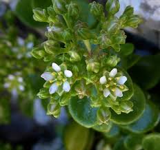 Image result for Polycarpon