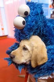Pin By Janet Griffin Wasserman On Total Absence Of Humor Renders Life Impossible Cookie Monster Wallpaper Monster Cookies Cookie Monster Puppet