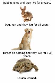 As A Kid I Had Three Rabbits A Turtle A Hamster A Cat And 4 Dogs Not All At Once Though Funny Animal Jokes Really Funny Memes Animal Jokes