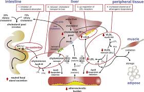 Image result for Ezetimibe