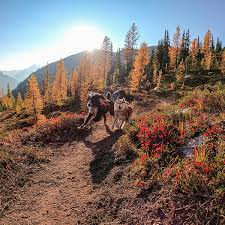 We did not find results for: Where To Hike With Your Dog In Seattle Portland Bellingham And Bend Mud Bay