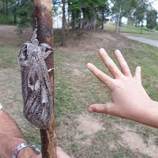 The larvae bore into eucalyptus species. Spaziergang Mit Uberraschung Familie Entdeckt Handgrosse Riesenmotte Stern De