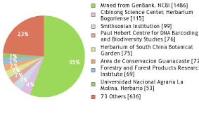 Image result for Ficus scassellatii