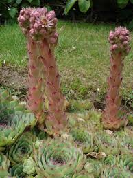 Extremely easy to grow in hot sunny spots, spreading to fill in nicely. Sempervivum Wikipedia