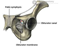 Image result for Obturator Nerve Compression