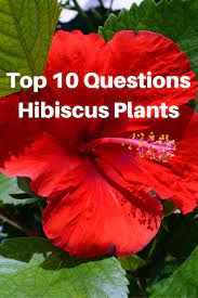 Top 10 Questions About Hibiscus Plants Gardening Know How S Blog Hibiscus Plant Growing Hibiscus Hibiscus Tree