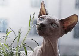 Kebanyakan orang sukakan kucing kerana sifat manja dan kecomelan haiwan itu. 5 Fakta Menakjubkan Tentang Kucing Tak Berbulu Sphynx Iluminasi