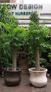 Image result for Nageia nagi