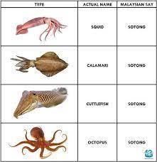 Check spelling or type a new query. Kelantanese Ya Semuanya Sotong Benda Yg Mudah Apa Nak Di Payah Kan Facebook
