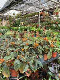73 likes · 964 were here. Anak Pakcik Mally Spend Time Weekend Di Nursery Kusta Sungai Buloh