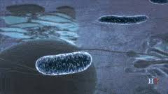 Never touch an animal colored like this view attachment. Best Mitochondria Gifs Gfycat