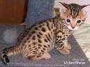 Pictures and Facts About Bengal Cats and Kittens