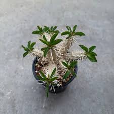 Image result for Euphorbia glanduligera