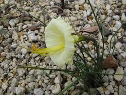 Rezultat Poshuku Zobrazhen Za Zapitom Narcissus Romieuxii Julia Jane Narcissus Plants Julia