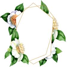 We did not find results for: Foto E Immagini Stock Royalty Free Fiori Bianchi Di Camelia Con Foglie Verdi Isolate Su Bianco Acquerello Sfondo Illustrazione Set Ornamento Bordo Cornice Con Spazio Copia