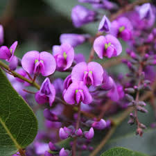 Image result for Hardenbergia comptoniana