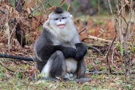 Find lots of bar info here as well as tons of tasty recipes. Yunnan Snub Nosed Monkey New England Primate Conservancy