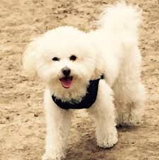 Is anyone missing a poodle mix dog?