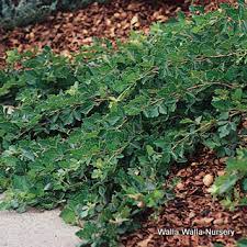 Maybe you would like to learn more about one of these? Creeping Three Leaf Sumac Rhus Trilobata Autumn Amber