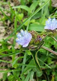 Image result for Cyanotis lanata