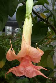 It has the longest petal tips ('tendrils') of all brugmansia species. Brugmansia Double Apricot Buy Online At Annie S Annuals