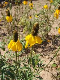 Image result for Sphaeranthus peduncularis