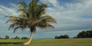 Palms: Information on Varieties Care and Common...