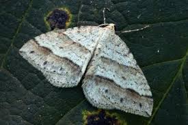 Image result for Mesotype parallelolineata