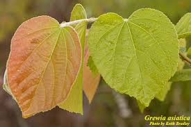 Image result for Grewia