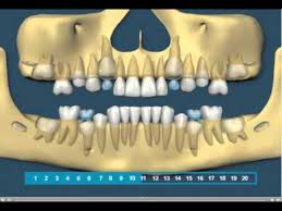 Indice positif important offre un bon support à la prothèse et contribue à résister aux déplacements postérieurs. Diagramme D Eruption Et Chute Normale Des Dents Primaires Bucco