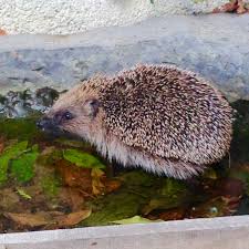 Le Herisson Du Jardin Jardins Herisson Choses Que J Aime