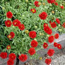 Image result for Bonatea pulchella