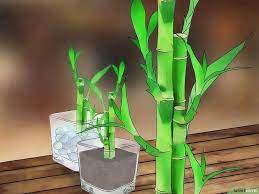 How To Take Care Of Lucky Bamboo 12 Steps With Pictures Bambu Da Sorte Como Plantar Bambu Jardinagem Interior