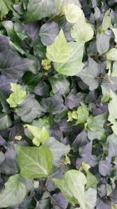 Image result for Hedera