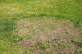 How To Plant Grass Seed In Spring Planting Grass Planting Grass Seed Grass Seed