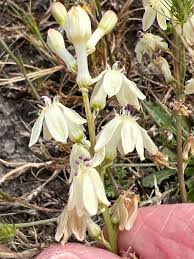 Image result for Tecophilaeaceae