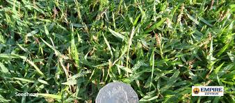 Compadre zoysia grass seed 100% pure seeds signature series 1 lb. Turf Finder Empire Zoysia Turf Finder