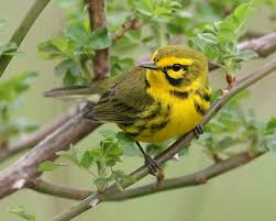 They are most often seen around bird feeders, hunting and preying on the songbirds. New World Warblers 35 Of 37 Species Expected In Indiana Have Been Photographed Indianajones
