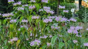 Image result for Bambekea racemosa