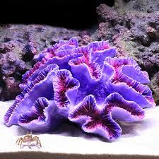 Silicone aquarium fish tank artificial coral plant underwater decorations dstu. Purple Ueetek Aquarium Fish Tank Glowing Coral Plant Artificial Underwater Decoration Fish Aquatic Pets Pet Supplies Powderhousebend Com