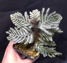 Image result for Elaphoglossum spathulatum