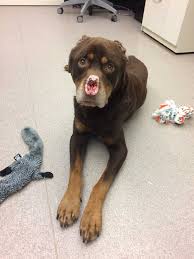 Check spelling or type a new query. Rottweiler Mix Found In Detroit With Nose Ears Chopped Off